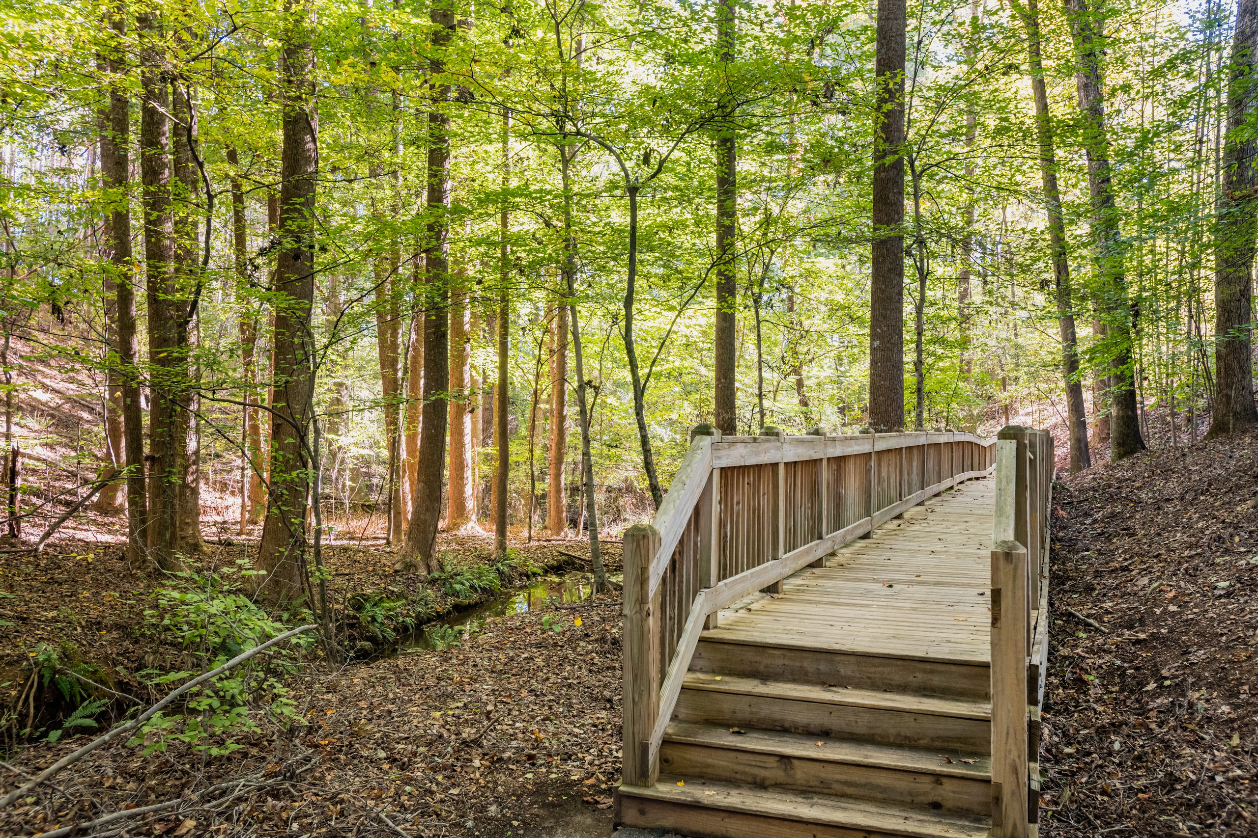 Wooden boardwalk on the Mansell Overlook nature trail